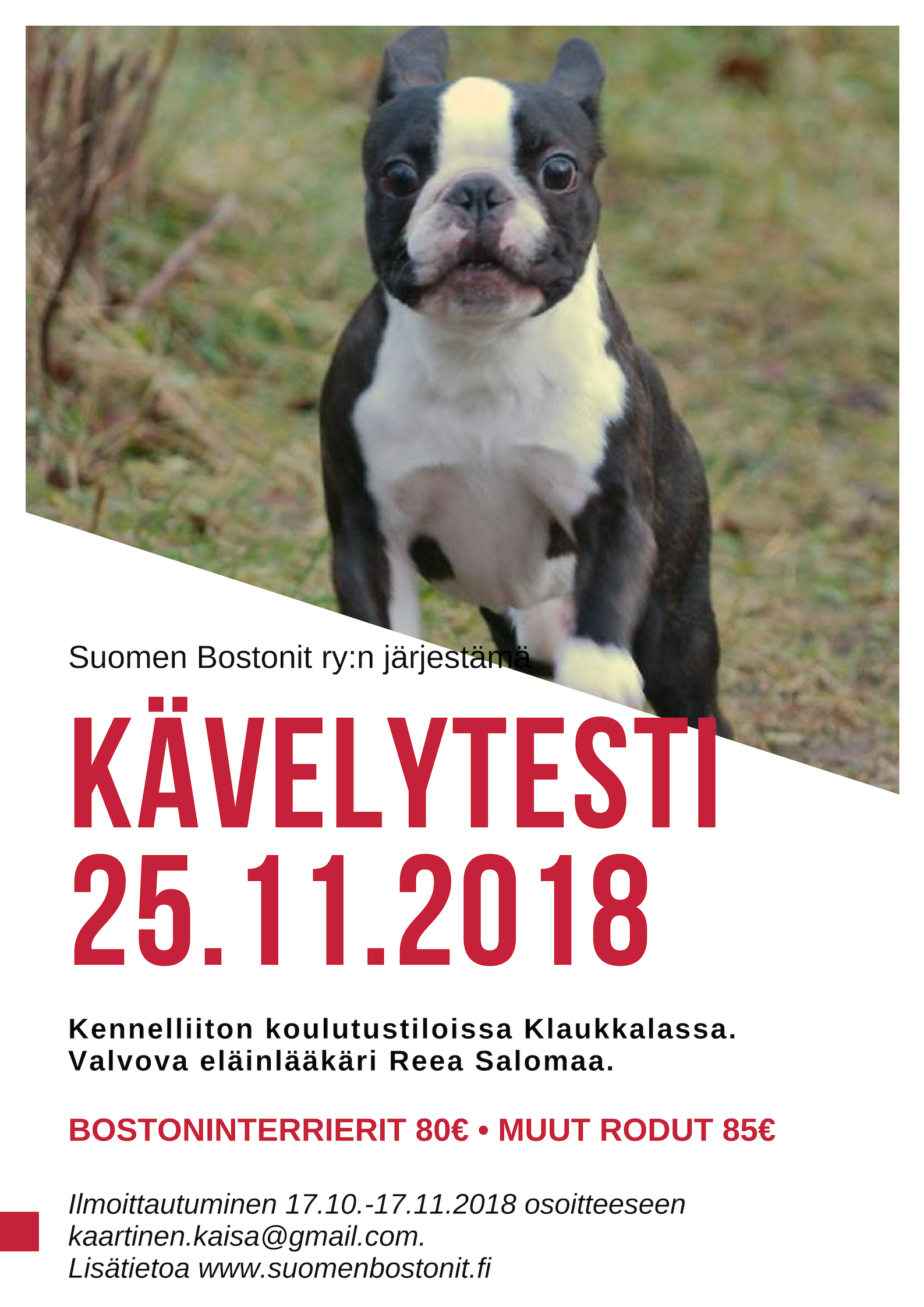 Kävelytesti  Klaukkalassa – Suomen Bostonit – Finnish Bostons